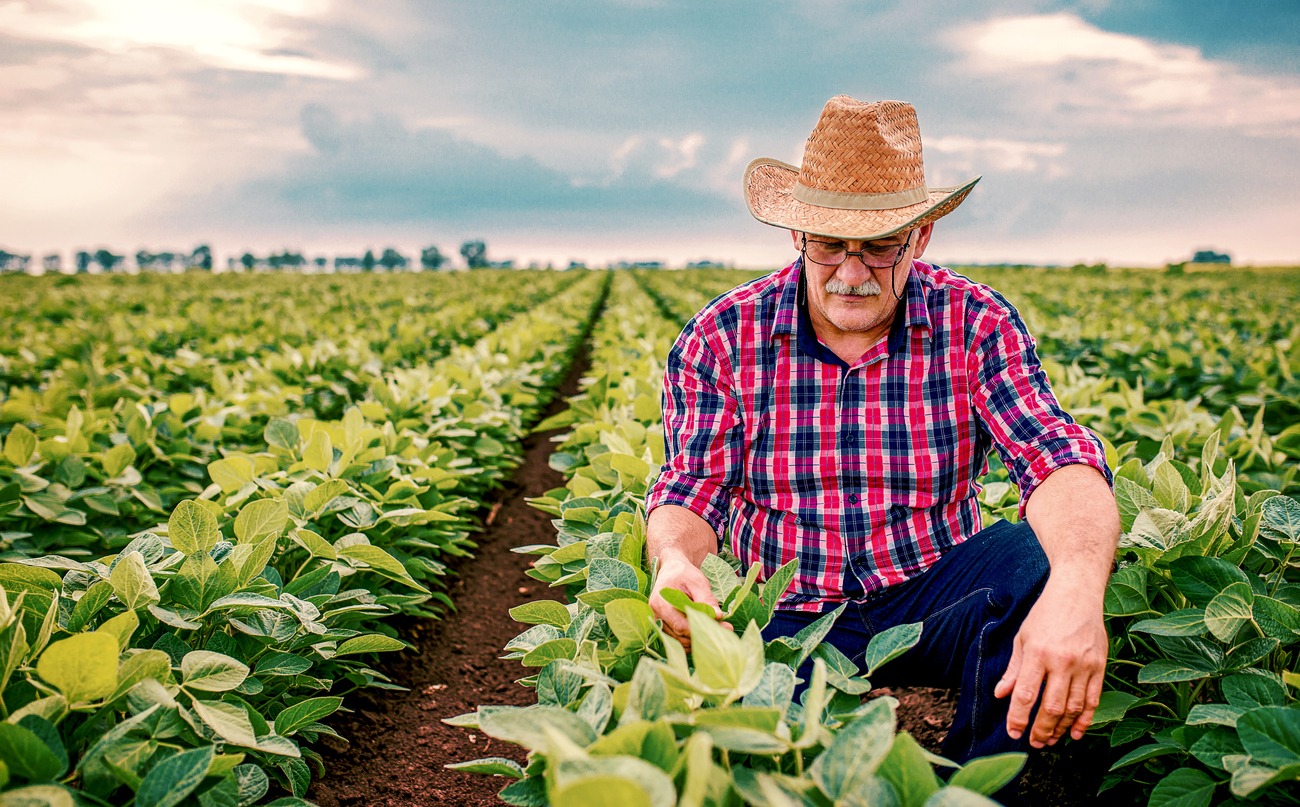 Farmer in a soybean field. Agricultural concept