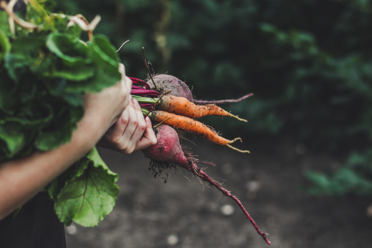 Harvest vegetables: a bunch of fresh vegetables in their hands (beets, carrots, beans, onions, garlic and others)